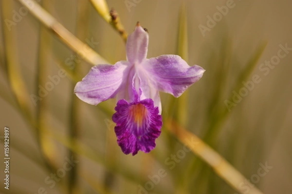 Obraz Rose and lilac orchid with petals