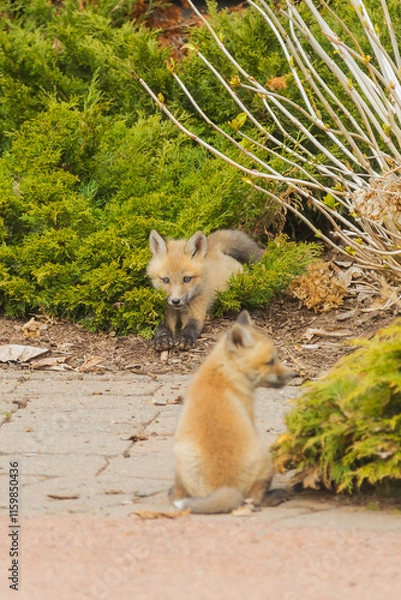 Fototapeta Red Fox Pups playing together