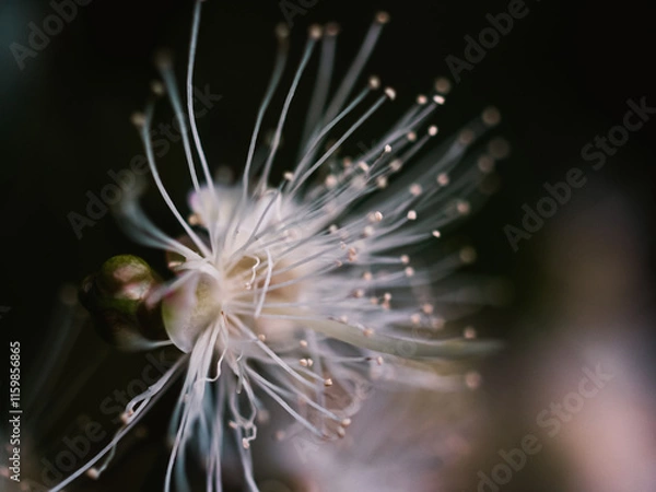 Fototapeta Flower macro