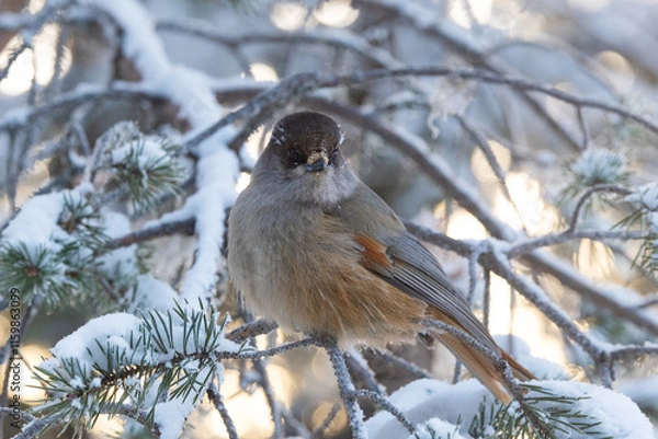 Obraz Closeup of a Siberian jay with frosty eyebrows perched in the middle of Pine branches on a cold morning near Kuusamo, Northern Finland	