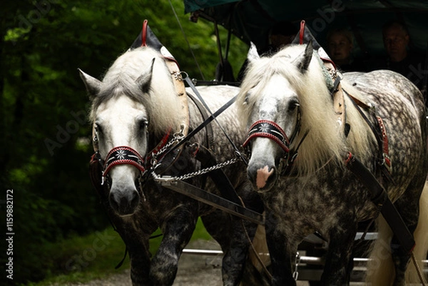 Obraz two horses in the stable