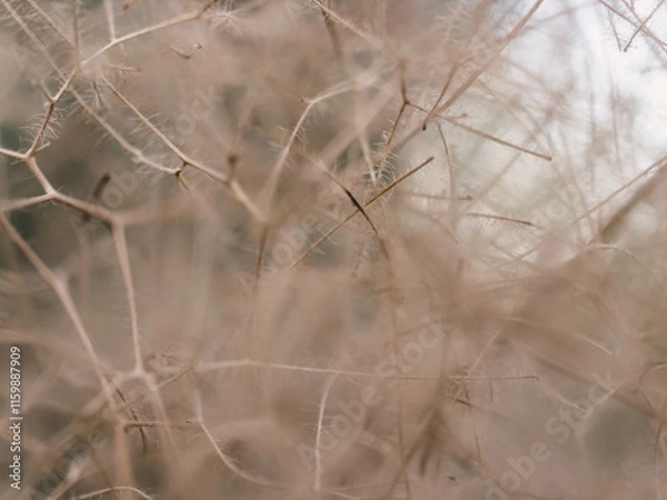 Fototapeta Abstract nature