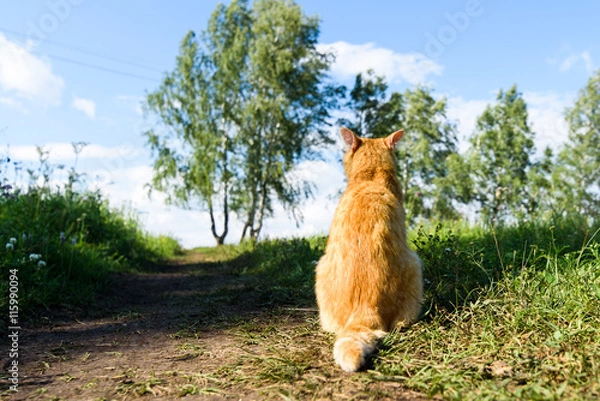 Obraz Red cat sitting back to camera on the road