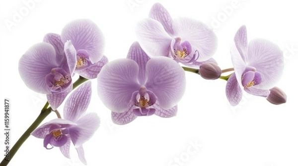 Fototapeta A detailed shot of a soft lavender orchid with its smooth, patterned petals and subtle color, isolated white background