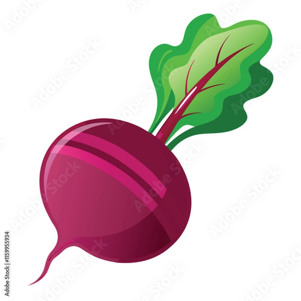 Fototapeta Beetroot Vector Illustration Isolated on White Background