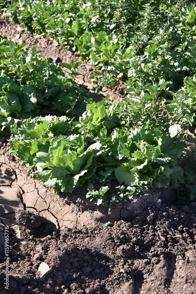 Fototapeta Yuma, AZ. U.S.A. 11/2024.  At the convergence of Arizona, California, Mexico and the Colorado River is Yuma, Arizona, the Winter Lettuce capital of North America. 