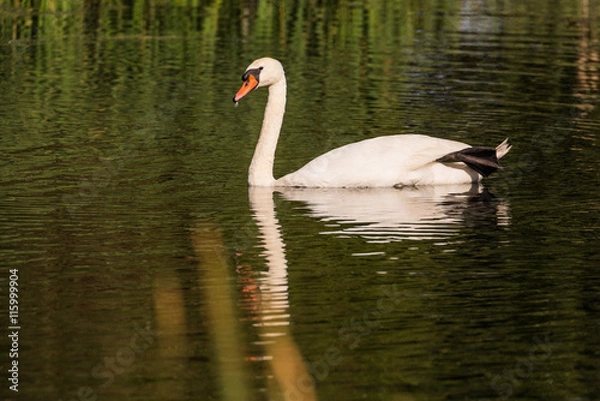 Obraz Schwäne mit Nachwuchs auf einem See