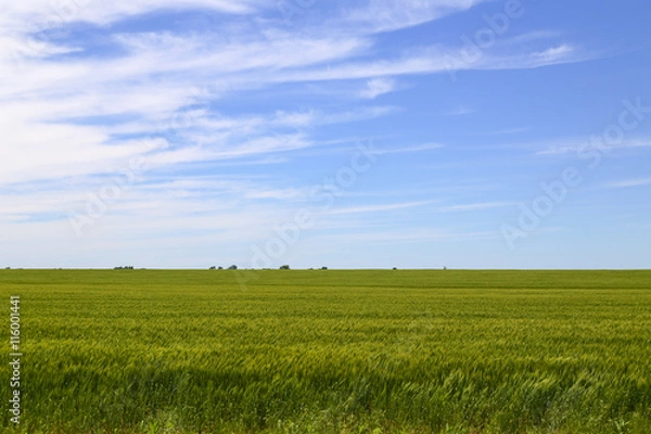 Obraz Cornfield and Sky