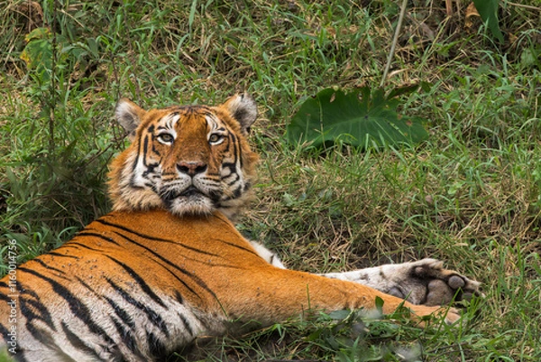 Fototapeta A Closeup of a male tiger from the Indian Forest