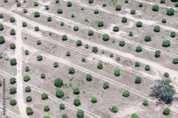 Fototapeta Plantation of trees