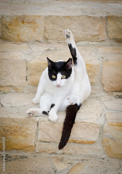 Obraz смешная кошка акробатка