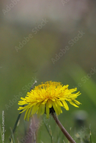Obraz dandelion on a green background