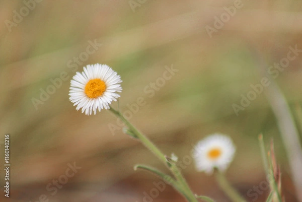 Obraz daisy in the grass
