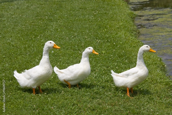 Obraz Ducks