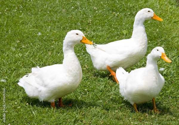 Obraz Ducks