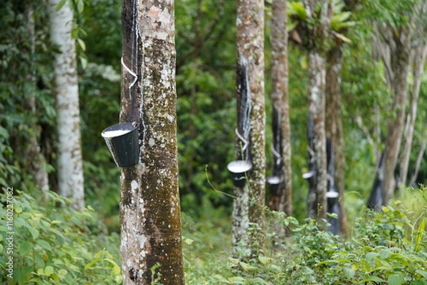 Obraz Rubber tree plantation