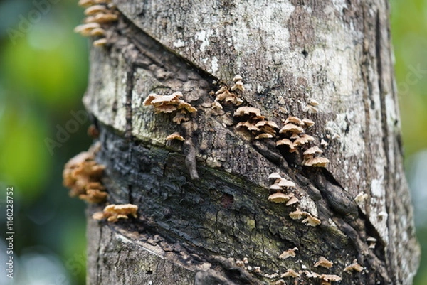 Obraz Schizophyllum commune or Splitgill mushroom