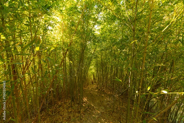 Fototapeta 富山の竹林の登山道