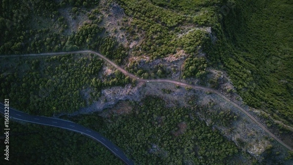 Obraz Mountain Trail Through Dense Forest