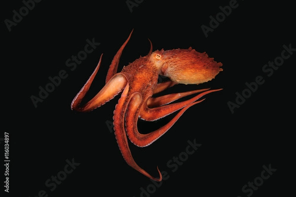 Fototapeta Flight of Giant octopus in the deep.