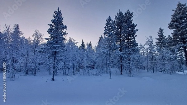 Obraz A winter landscape with snow-covered trees. 150 km above the Arctic Circle at 67° North, Kangos, Swedish Lapland, Sweden