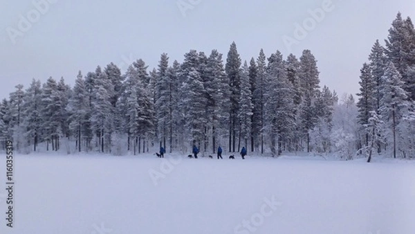 Obraz 4 people are walking with husky dogs in a winter landscape along the edge of a forest. 150 km above the Arctic Circle at 67° North, Kangos, Swedish Lapland, Sweden