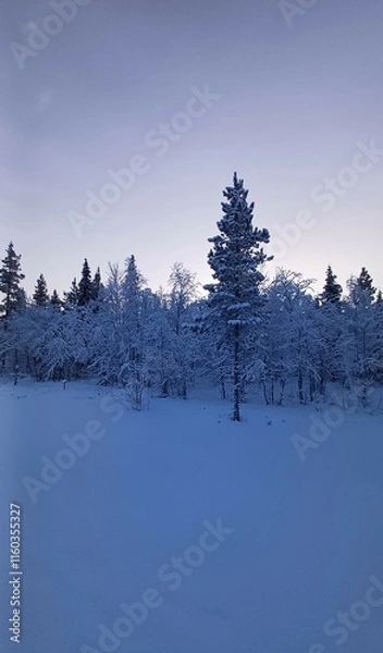 Obraz A winter landscape with snow-covered trees. 150 km above the Arctic Circle at 67° North, Kangos, Swedish Lapland, Sweden
