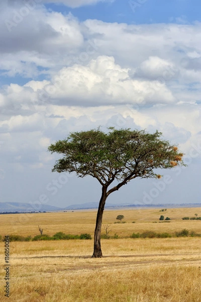 Fototapeta Landscape with tree in Africa