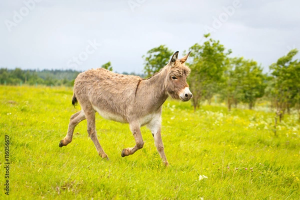 Obraz Grey donkey