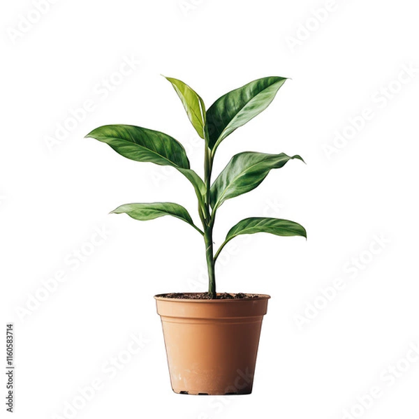 Fototapeta Small plant in pot isolated on transparent background