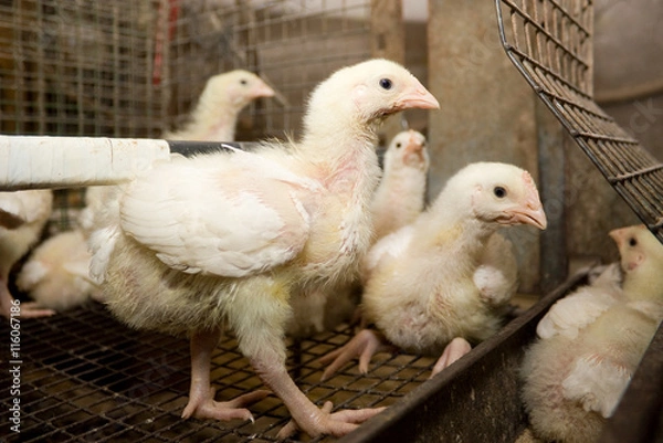 Fototapeta Chickens broilers in a cage in a poultry farm