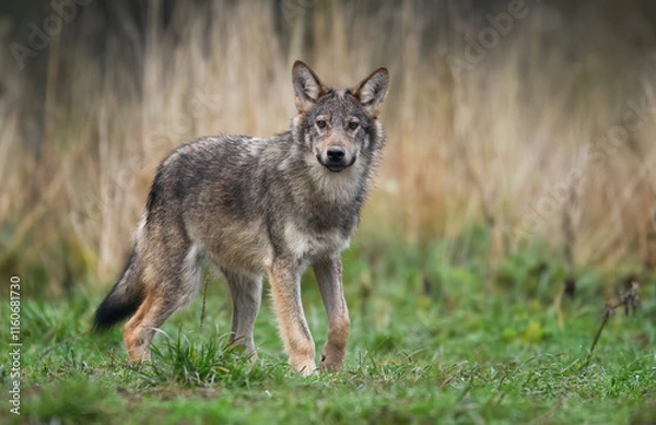 Obraz Szary wilk (Canis lupus) z bliska