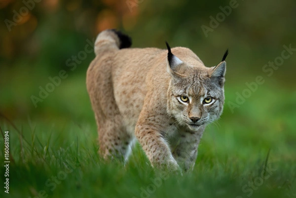 Obraz Ryś euroazjatycki (Lynx lynx) z bliska