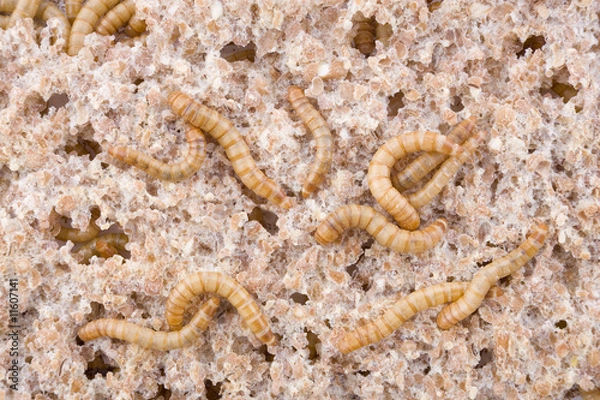 Fototapeta Dieta mącznika