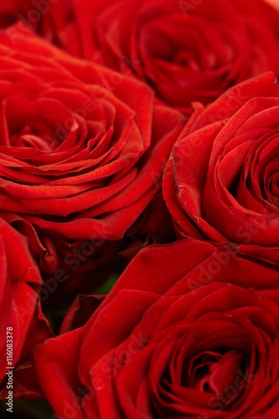 Obraz Several red roses