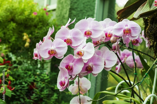 Fototapeta orchids,orchids purple ,orchids purple Is considered the queen of flowers in Thailand