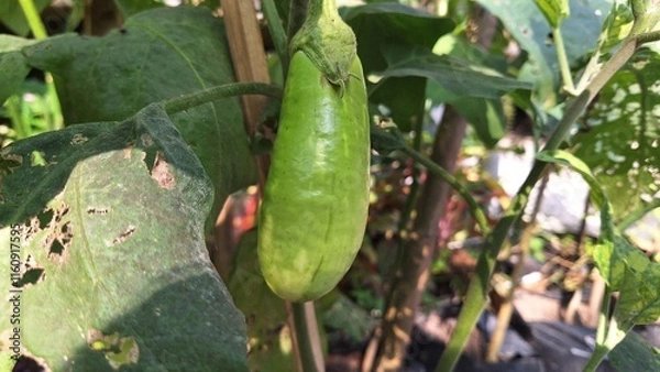Fototapeta Green eggplants hanging on the tree and ready to be picked