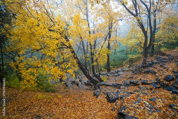 Obraz Early Winter Scenery at the North Foot of Wanshou Mountain in Summer Palace