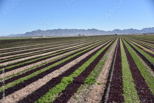 Obraz Yuma, AZ. U.S.A. 11/2024.  At the convergence of Arizona, California, Mexico and the Colorado River is Yuma, Arizona, the Winter Lettuce capital of North America. 
