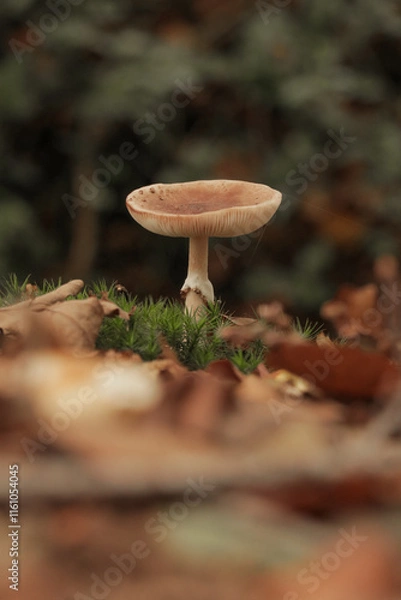 Fototapeta Mushroom in forest. Fall autumn photography in nature with selective focus, vertical portrait photo.