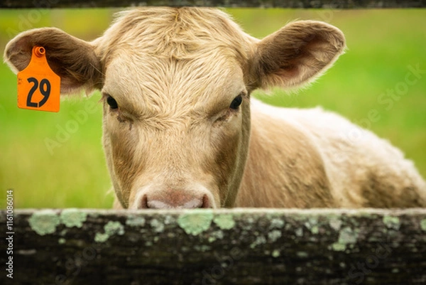 Fototapeta Cow with Ear Tag looking through rustic Fence; Close-up Portrait with Copy Space
