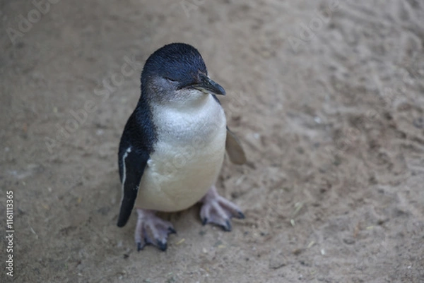 Fototapeta The Fairy penguin or blue penguin is so cute and local animal in phillip island,Australia