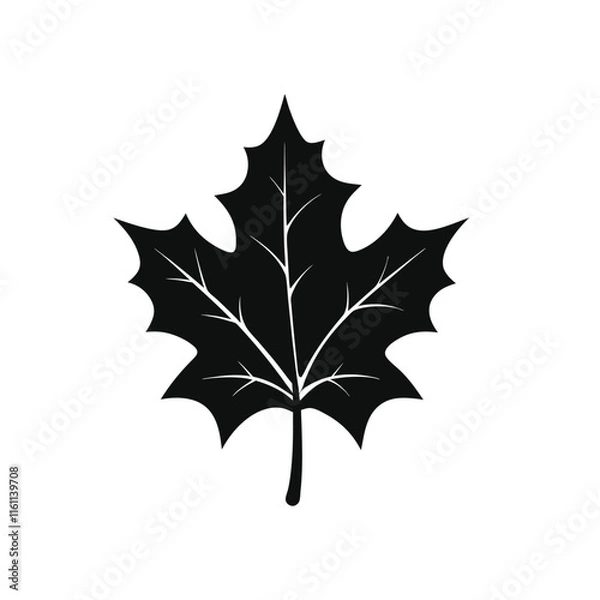 Fototapeta maple leaf isolated on white