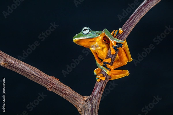 Fototapeta Rhacophorus reinwardtii is a species of frog in the family Rhacophoridae. It is variously known under the common names of black-webbed treefrog, green flying frog, Reinwardt's flying frog, or Reinward