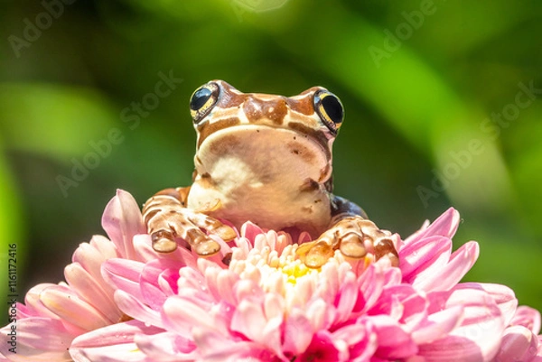 Fototapeta The Mission golden-eyed tree frog or Amazon milk frog (Trachycephalus resinifictrix) is a large species of arboreal frog native to the Amazon Rainforest in South America