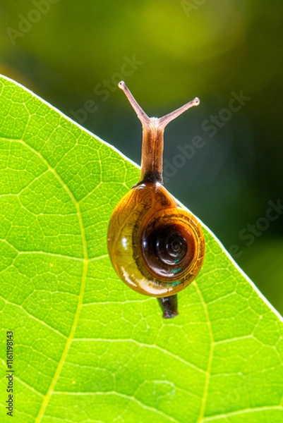 Obraz the garden snail