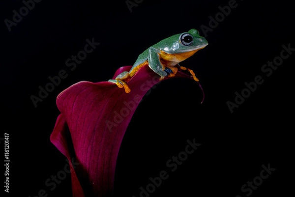 Fototapeta Rhacophorus reinwardtii is a species of frog in the family Rhacophoridae. It is variously known under the common names of black-webbed treefrog, green flying frog, Reinwardt's flying frog, or Reinward