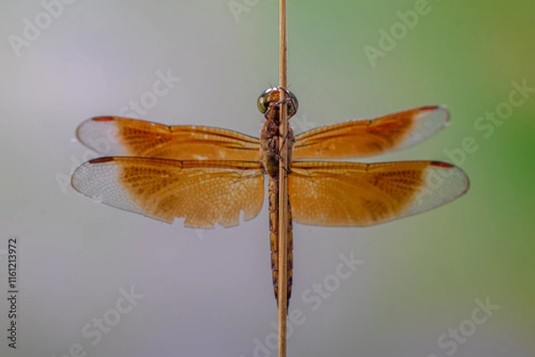 Fototapeta A dragonfly is a flying insect belonging to the infraorder Anisoptera below the order Odonata