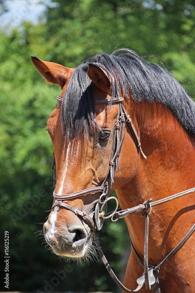 Obraz Cheval en concentration