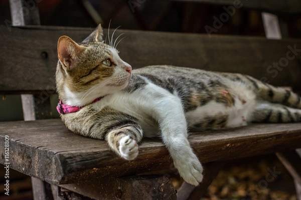 Obraz Cat sleeping on the bench